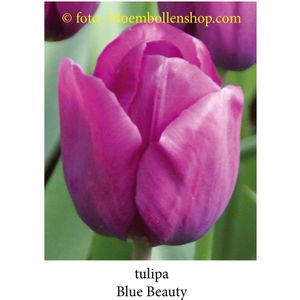 tulp Blue Beauty 25 bollen maat 12/+ tulpen - bloembollen- tulpenbollen