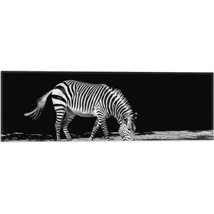 WallClassics - Vlag - Eenzame Zebra (Zwart- wit) - 60x20 cm Foto op Polyester Vlag