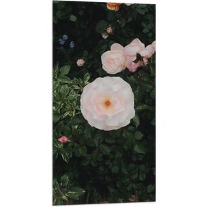 WallClassics - Vlag - Japanse Camellia Bloem op Groene Struik - 50x100 cm Foto op Polyester Vlag