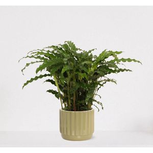 Calathea Blue Grass in sierpot Liam Groen – luchtzuiverende kamerplant – pauwenplant – living plant - 50-65cm - Ø18 – geleverd met plantenpot – vers uit de kwekerij