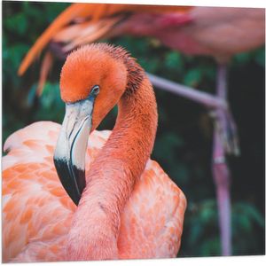 WallClassics - Vlag - Close-Up van een Flamingo - 80x80 cm Foto op Polyester Vlag