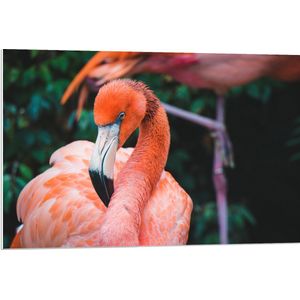 WallClassics - PVC Schuimplaat - Mooie Roze Flamingo - 90x60 cm Foto op PVC Schuimplaat (Met Ophangsysteem)
