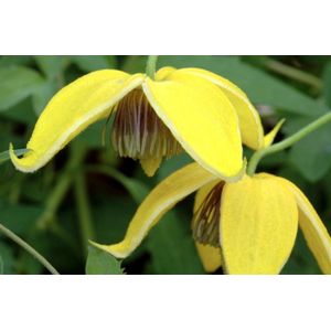 Plants Online - Tuinplanten - Klimplanten - Set van 1 - Clematis tangutica - 5 liter pot - Plant 150-175 cm