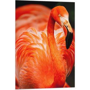 WallClassics - Vlag - Rode Flamingo - 60x90 cm Foto op Polyester Vlag