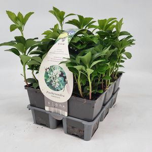 2x6 stuks (12 planten) in 6-Pack concept - Pachysandra terminalis - Bodembedekker