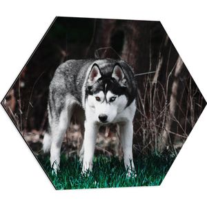 WallClassics - Dibond Hexagon - Zwart met Grijze Hond bij een Bosrand - 60x52.2 cm Foto op Hexagon (Met Ophangsysteem)