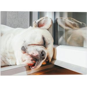 WallClassics - Vlag - Slapende Hond in het Raamkozijn - 40x30 cm Foto op Polyester Vlag
