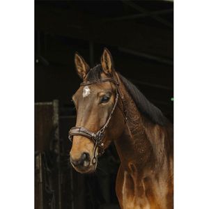 Norton Equestrian Hackamore Hoofdstellen Bruin Cob