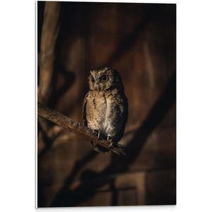 WallClassics - PVC Schuimplaat - Kleine Bruine Uil op een Tak - 40x60 cm Foto op PVC Schuimplaat (Met Ophangsysteem)