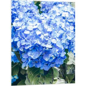 WallClassics - PVC Schuimplaat - Grote Blauwe Hortensia Bloemen - 75x100 cm Foto op PVC Schuimplaat (Met Ophangsysteem)