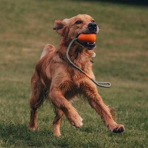 Slinger Pebble - Lichtgewicht bal aan touw voor honden - Ideaal voor apporteren en trekspel - Beco Pets - Oranje