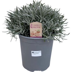 Lavendel (Lavandula angustifolia) – Hoogte: 45 cm – van Botanicly