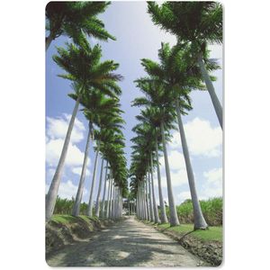 De schaduwen op de weg door een rij met palmbomen