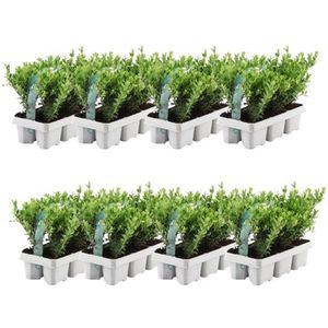 YouFlowers - 42 hulstplanten winterhard | 48 x Ø7 cm - 15 cm | Ilex crenata Jenny | haagplanten | buxus vervanger | Tuinplanten | Planten