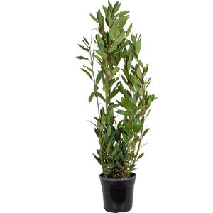 Laurus Nobilis - Keukenlaurier - Heester - Groenblijvend - ⌀21 cm - 80-100 cm