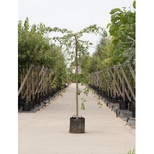 Bomenbezorgd.nl - Boom - Groene treur sierappel -  Totaalhoogte 240-260 cm (10-14 cm stamomtrek) - ''Malus Red Jade''