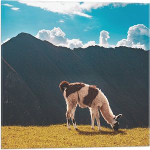 WallClassics - Vlag - Alpaca in de Bergen - 50x50 cm Foto op Polyester Vlag