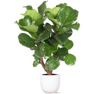 Ficus Lyrata (vertakt) Ø27cm 130cm in Boule WIT pot