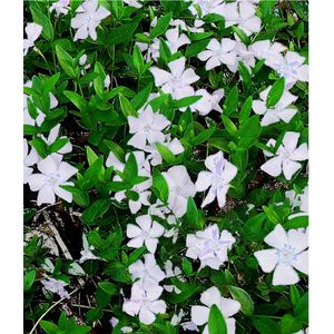 Witte Maagdenpalm Gertrude Jekyll - Vinca minor alba