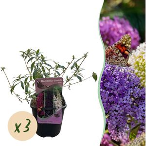 Tuinplantenshop.com | Vlinderstruik - Buddleja davidii Tricolour - Bloem Roze Wit en Paars - 3 Planten - 1m2 - Bladverliezend - Vlinderlokkend - Ø18cm - 30cm hoog - Tuinplant