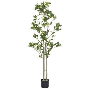 Pottery Pots - Kunstplant Pieris L - H145cm - Indoor - Green