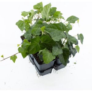 Bodembedekker Groene Klimop - 12 Stuks - Hedera helix 'Woerner' - P9 - Plant - Tuinplant