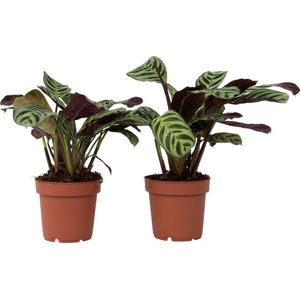 Plant in a Box - Ctenanthe Amagris - Set van 2 - Mooi gekleurd blad - Groene kamerplant - Pot 12cm - Hoogte 20-30cm