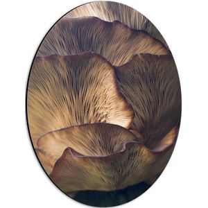 WallClassics - Dibond Ovaal - Mushrooms - 30x40 cm Foto op Ovaal (Met Ophangsysteem)