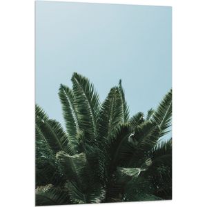 WallClassics - Vlag - Bovenkant van Palmboom - 80x120 cm Foto op Polyester Vlag