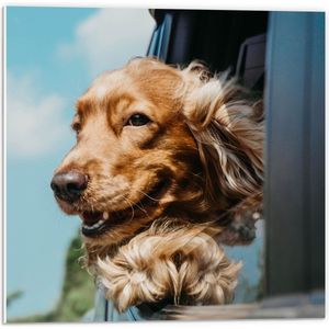 WallClassics - PVC Schuimplaat - Bruine Hond hangend uit Autoraam - 50x50 cm Foto op PVC Schuimplaat (Met Ophangsysteem)