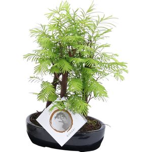 Plant in a Box - Outdoor Bonsai Metasequoia Forest - Bonsai - Tuinplant - Pot 15cm - Hoogte 20-30cm
