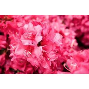 Azalea japonica - Azalea rood 60- 80 cm in C15 pot