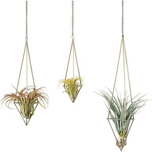 Air Plant Display voor Home Office Decor - Set van 3 Metalen Hangende Plantenhouders Himmeli Geometrische Plantenbak met Ketting - Bronzen Luchtplantenhanger