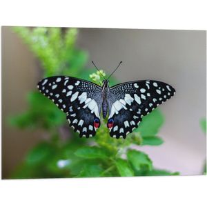 WallClassics - Vlag - Blauw, Zwart en Wit Gekleurde Vlinder op Groene Bladeren - 80x60 cm Foto op Polyester Vlag