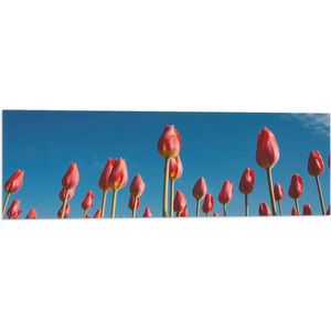 WallClassics - Vlag - Onderaanzicht van Roze Tulpenveld - 90x30 cm Foto op Polyester Vlag