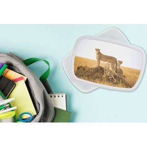 Broodtrommel Wit - Lunchbox - Brooddoos - Cheetah - Gras - Natuur - Savanne - 18x12x6 cm - Volwassenen