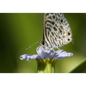 Dibond - Dieren - Wildlife / Vlinder / nachtvlinder in wit / beige / groen / zwart  - 80 x 120 cm.