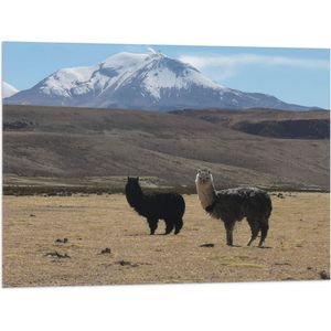 WallClassics - Vlag - Lama's in een Berglandschap - 80x60 cm Foto op Polyester Vlag