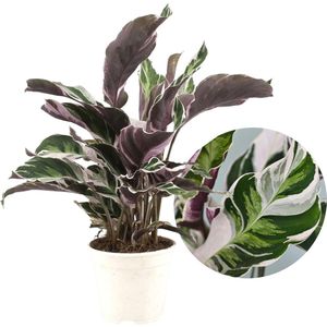 Luchtzuiverende Calathea Fusion White - Zeldzame Kamerplant 30-40cm - Pot 14cm