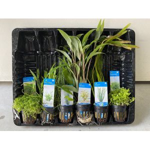 Aquariumplanten Pakket Mix 5 - Moerings