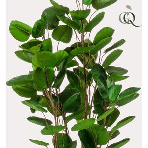 Kunstplant - Polyscias - Aralia - 105 cm