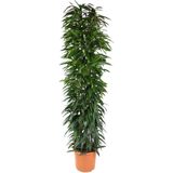 Ficus Amstel King Zuil hoogte 200cm potmaat 35cm