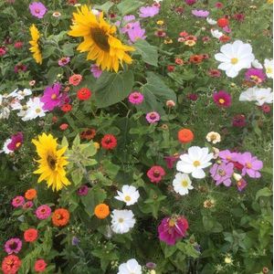 Veldbloemen zaad - QueenBee 1 kilo - 500 m2 - kleine zonnebloem - cosmea - zinnia - bijen - vlinders