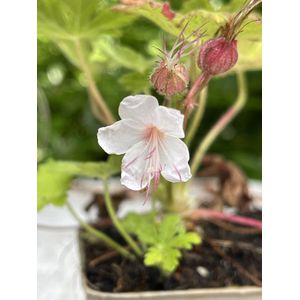 6 x Geranium macrorrhizum Spessart - Ooievaarsbek in 9x9 cm pot