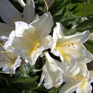 Azalea mollis Wit - Azalea 40-50 cm in pot