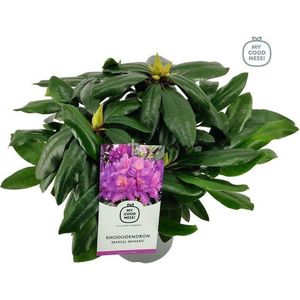 Blauwe bosbes - Vaccinium corymbosum ‘Pink Lemonade' 30-40 cm
