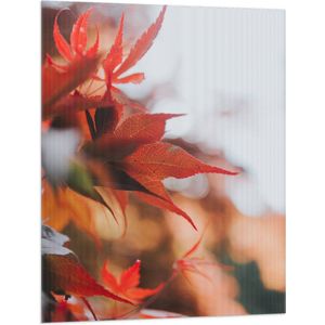 WallClassics - Vlag - Close up van Rode Herfstbladeren - 75x100 cm Foto op Polyester Vlag