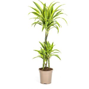 Dracaena-plant Lemon Lime, Felgroen Blad met Brede Gele Randen.Tropische Uitstraling, Groene Kamerplant,Dracaena Deremensis Lemon Lime Ø21cm - 100cm