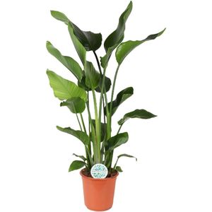 Green Harmony - Strelitzia Nicolai - Ø24cm - 110cm