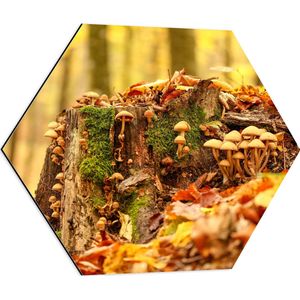 WallClassics - Dibond Hexagon - Paddenstoelen in het Bos in de Herfst - 60x52.2 cm Foto op Hexagon (Met Ophangsysteem)